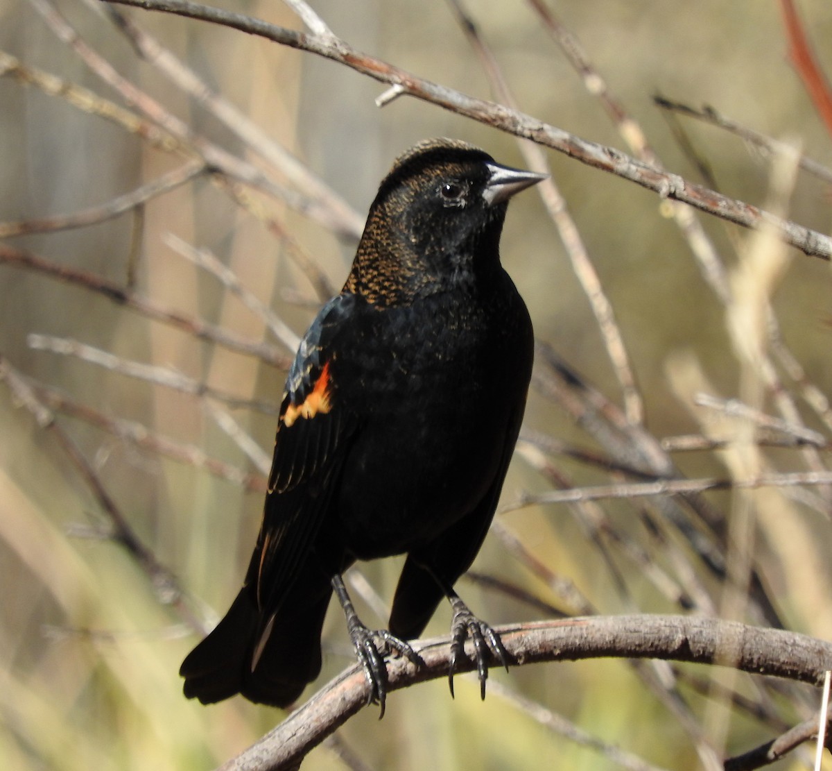Red-winged Blackbird - ML643416713