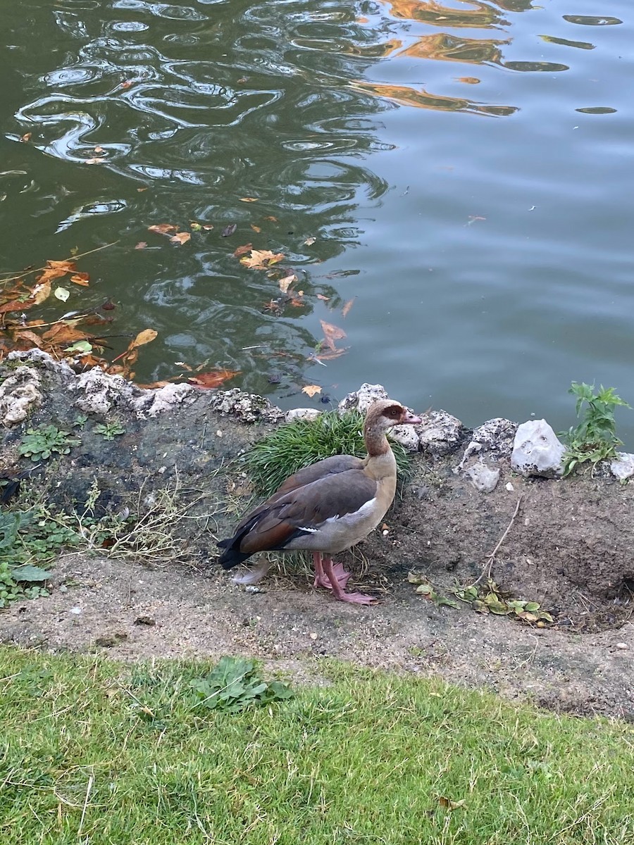 Egyptian Goose - ML643416714