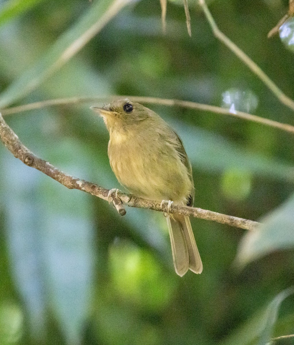 Brown-breasted Pygmy-Tyrant - ML643416716