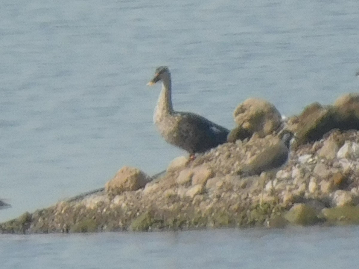 Indian Spot-billed Duck - ML643416718