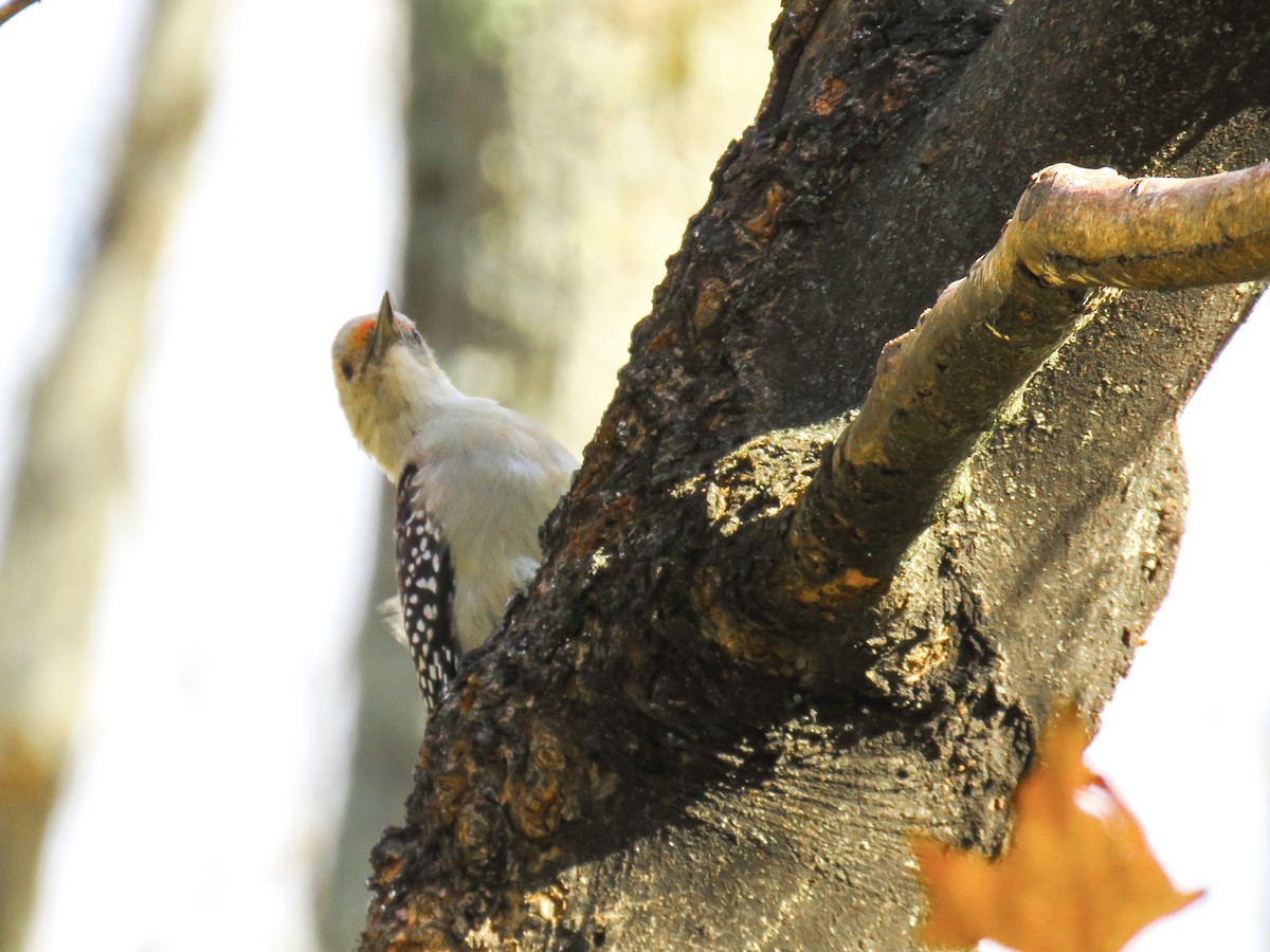 Red-bellied Woodpecker - ML643416729