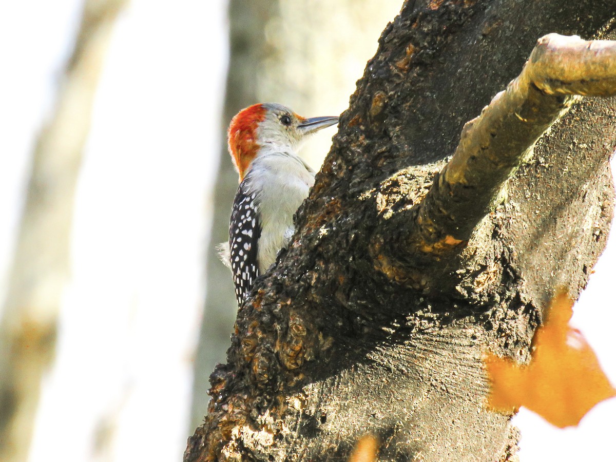 Red-bellied Woodpecker - ML643416730