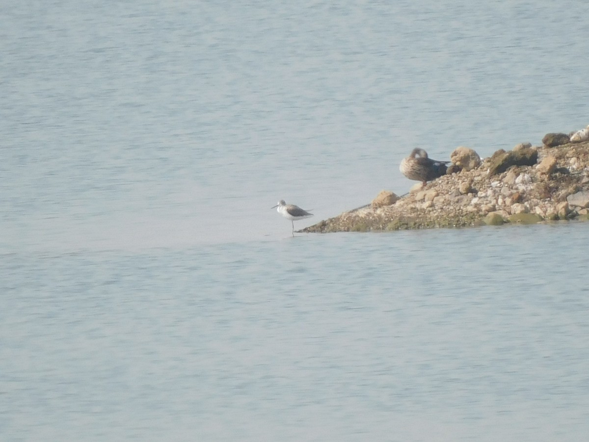 Indian Spot-billed Duck - ML643416740
