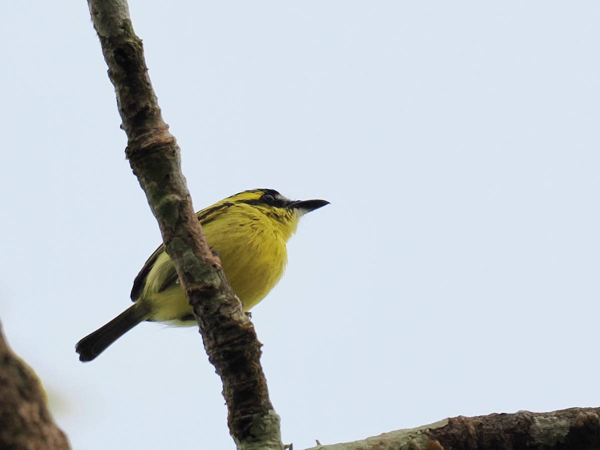 Yellow-browed Tody-Flycatcher - ML643416770