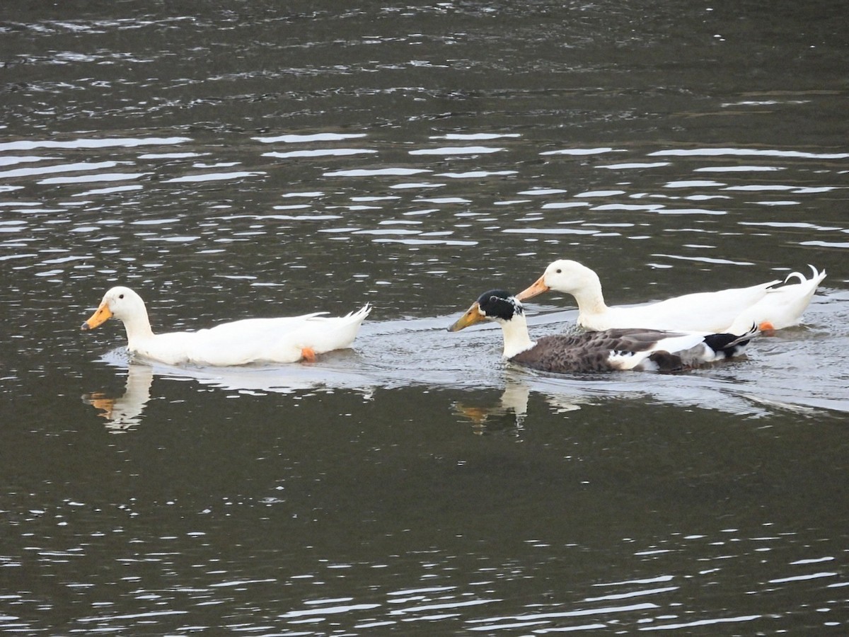 Mallard (Domestic type) - ML643416778