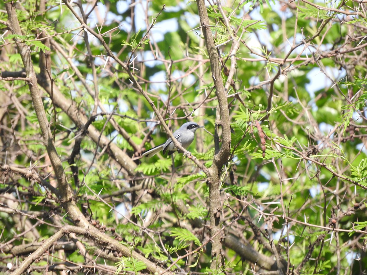 Masked Gnatcatcher - ML643416786