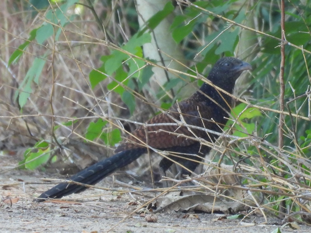 Greater Coucal - ML643416800