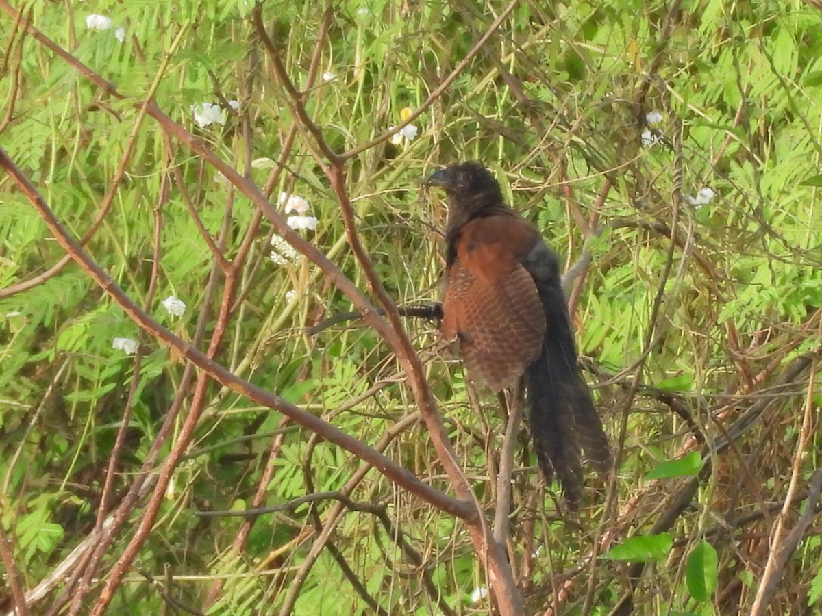 Greater Coucal - ML643416802