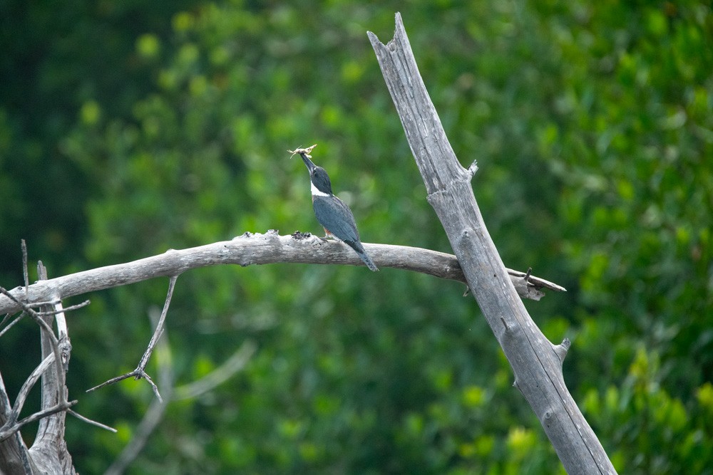Belted Kingfisher - ML643416810