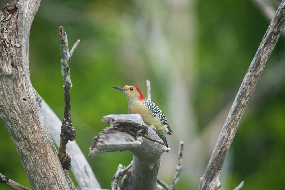 Red-bellied Woodpecker - ML643416811