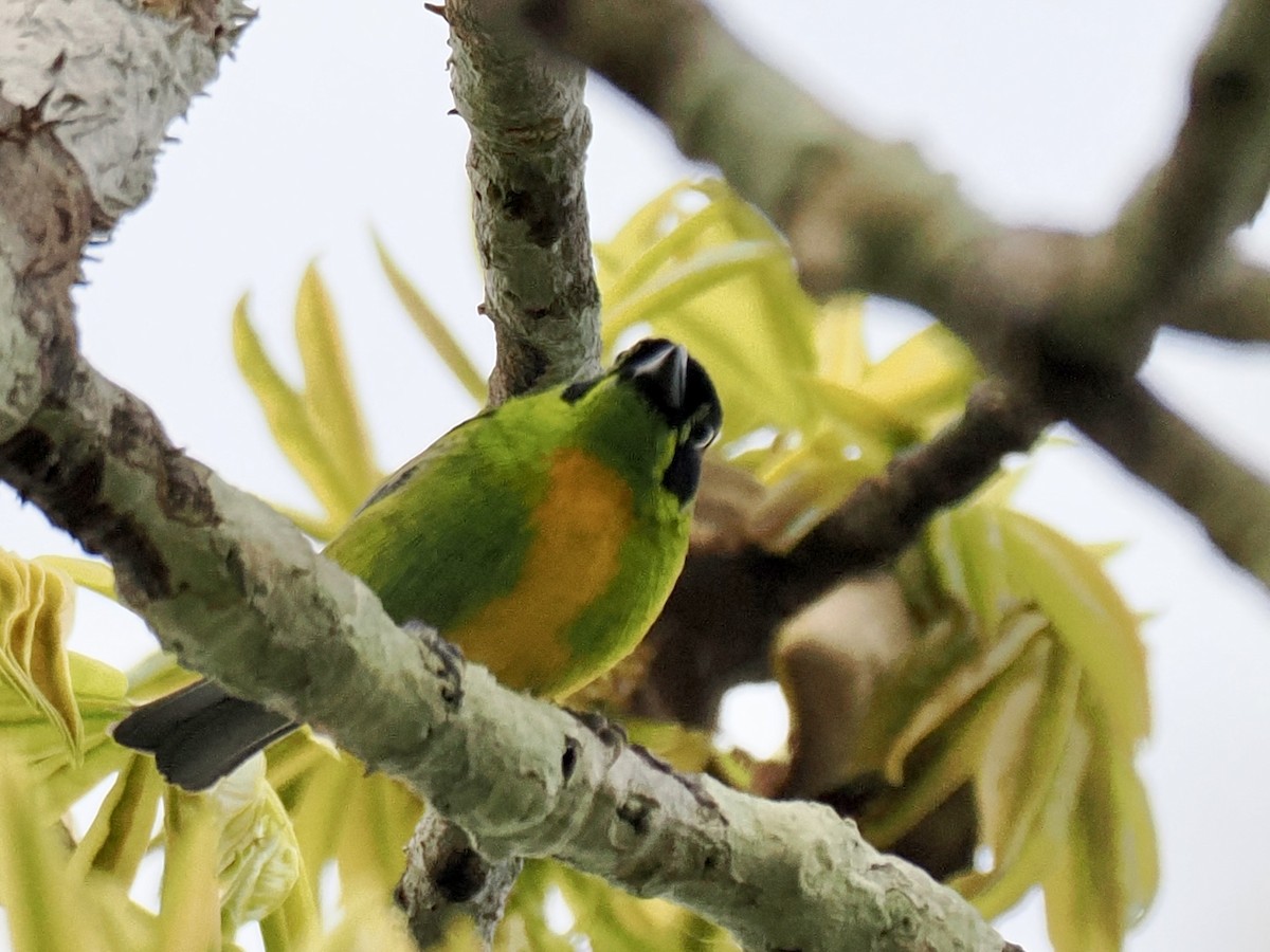 Танагра золотогруда - ML643416821