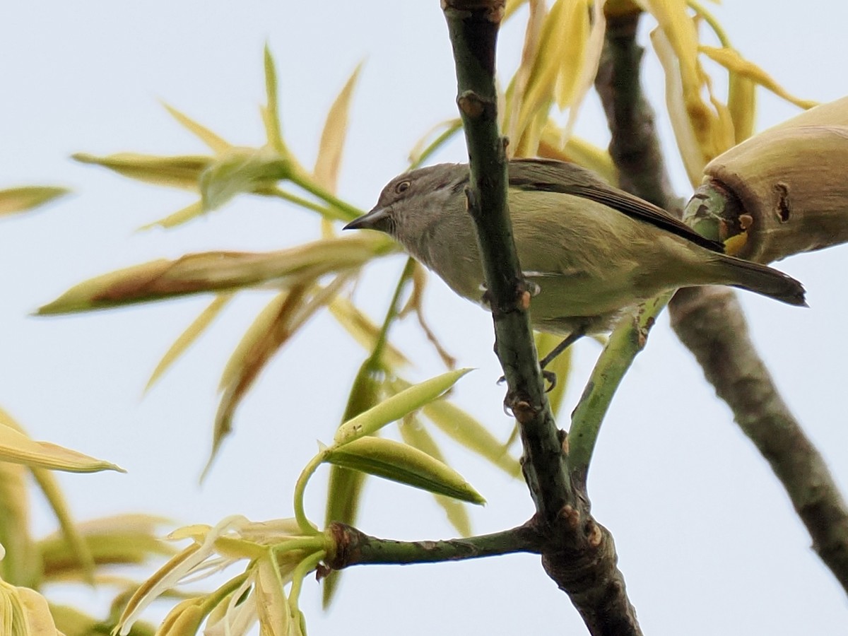 Black-faced Dacnis (Black-faced) - ML643416840