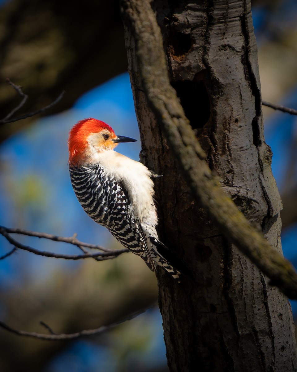 Red-bellied Woodpecker - ML643416842