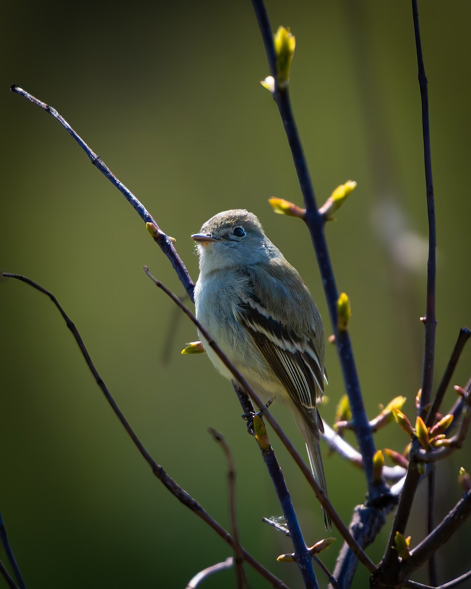 tyranovec malinký - ML643416849
