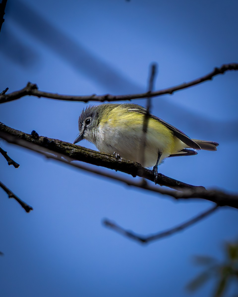 Blue-headed Vireo - ML643416855