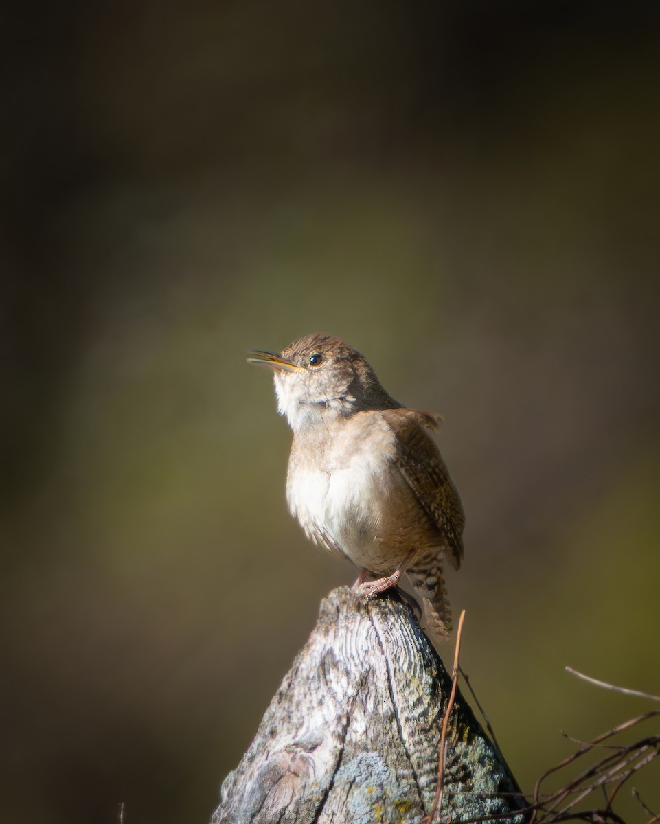 Northern House Wren - ML643416869