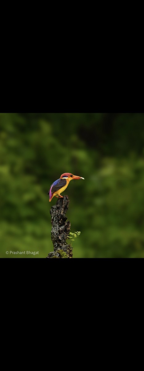 Black-backed Dwarf-Kingfisher - ML643416880