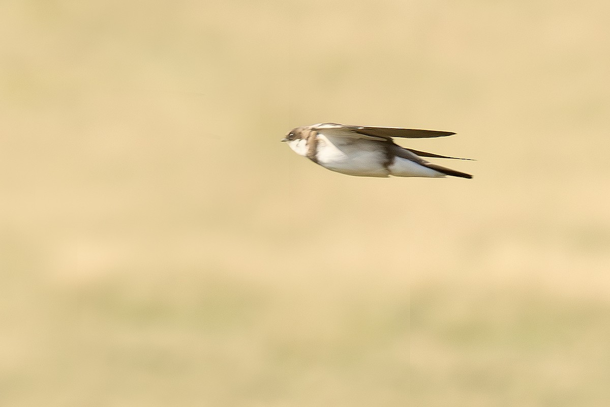 Banded Martin - ML643416881