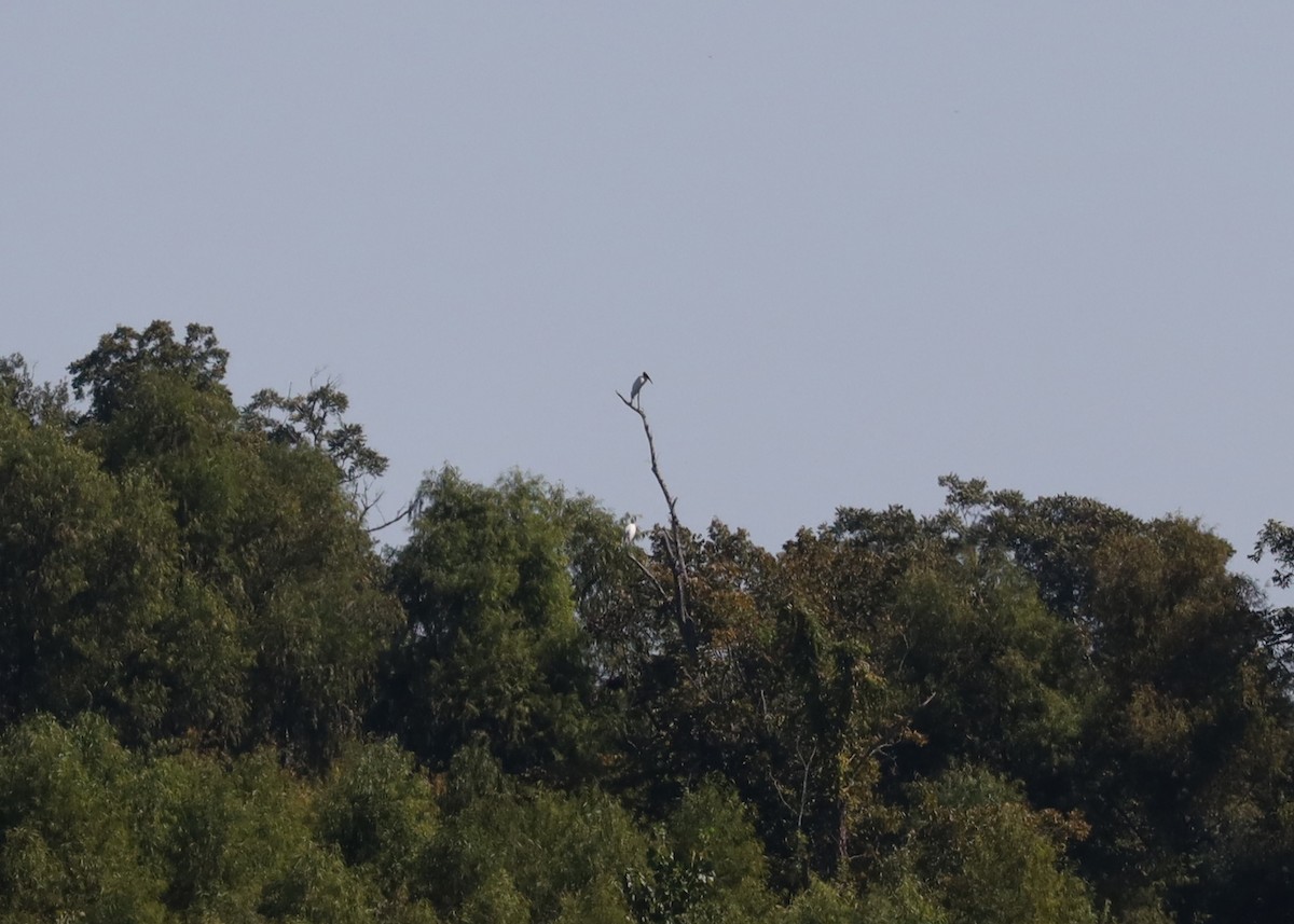 Wood Stork - ML643416883