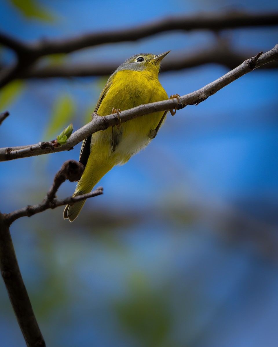 Nashville Warbler - ML643416884