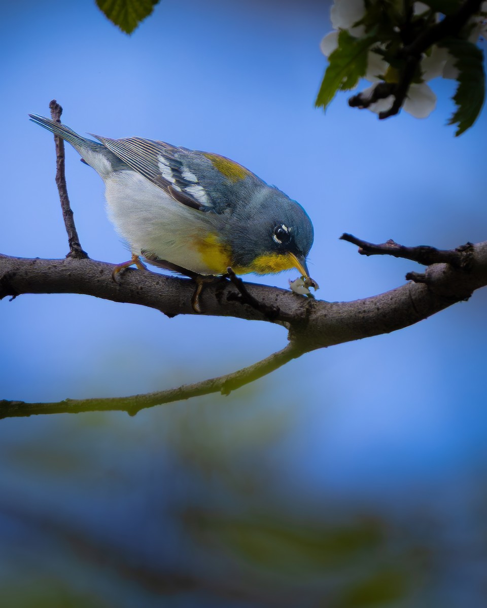 Northern Parula - ML643416888