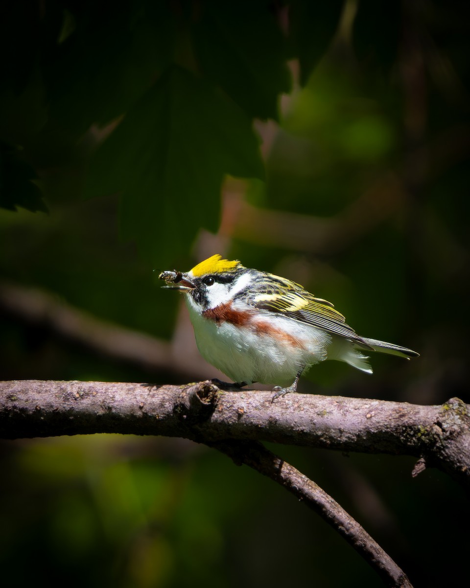 Chestnut-sided Warbler - ML643416894