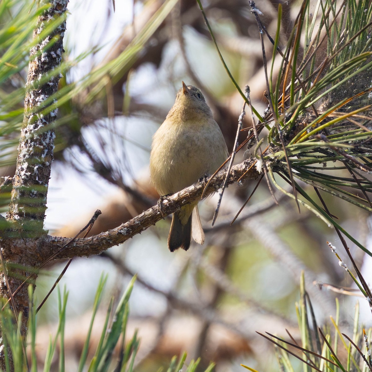 Virginia's Warbler - ML643416917