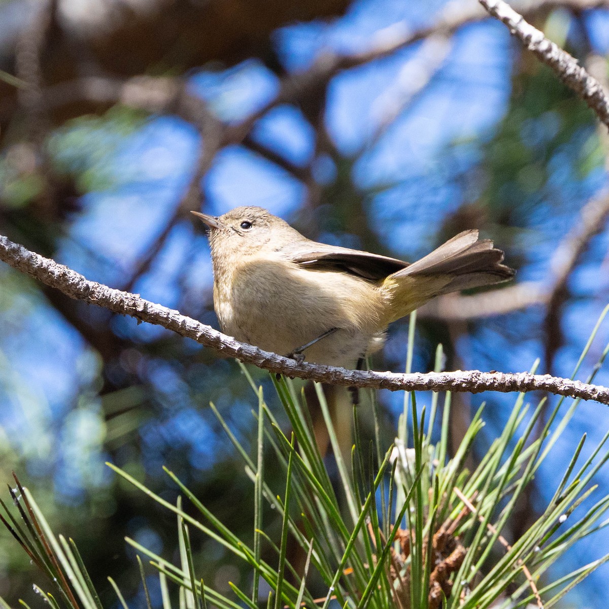 Virginia's Warbler - ML643416918