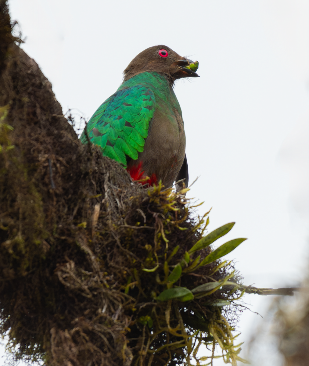 Crested Quetzal - ML643416929