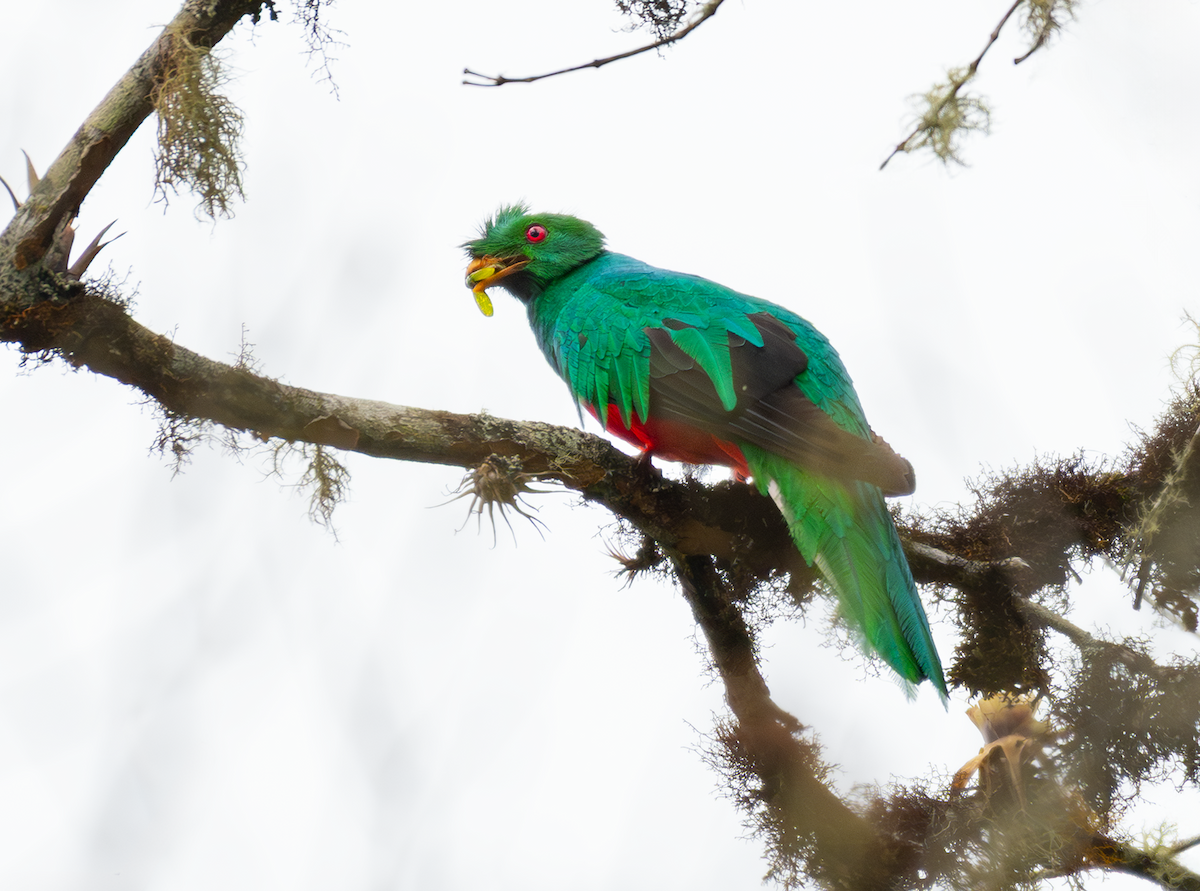 kvesal chocholkatý - ML643416930