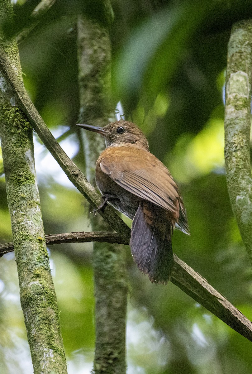 Sclérure à poitrine rousse - ML643416932