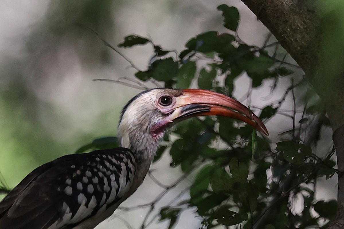 Northern Red-billed Hornbill - ML643416934