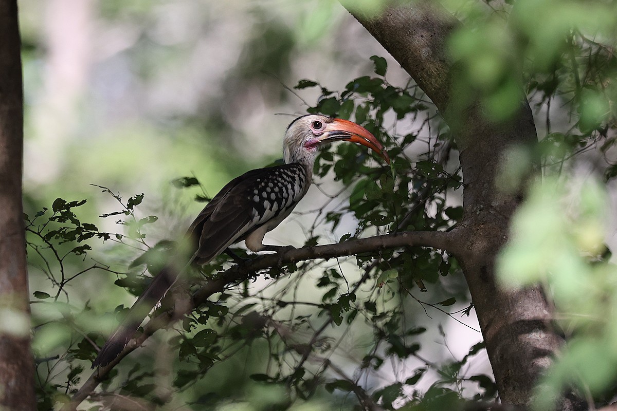Northern Red-billed Hornbill - ML643416935