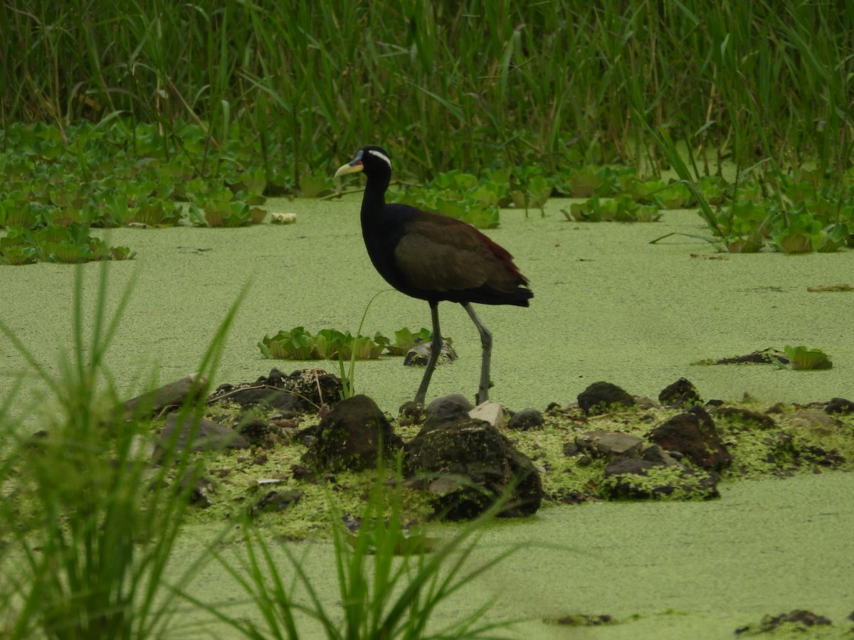 Bronze-winged Jacana - ML643416947