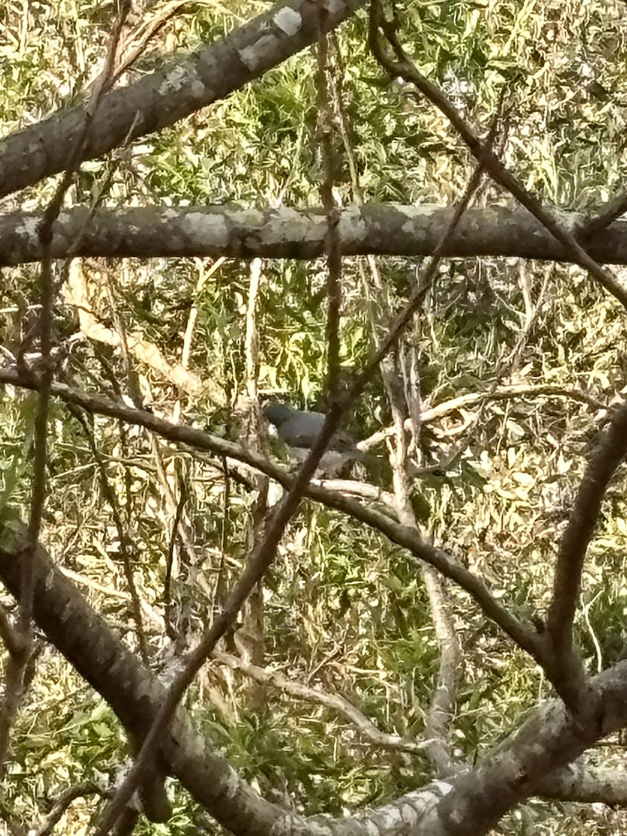 Leaden Flycatcher - ML643416949