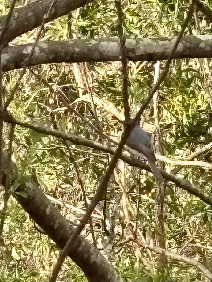 Leaden Flycatcher - ML643416950