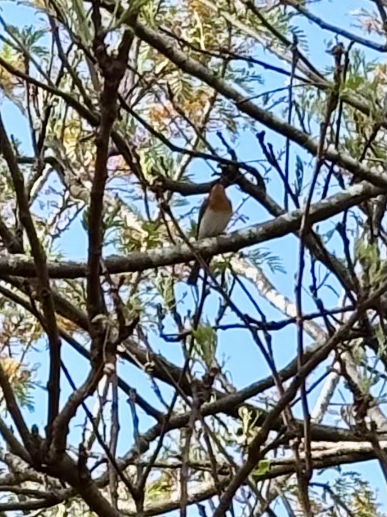 Leaden Flycatcher - ML643416951
