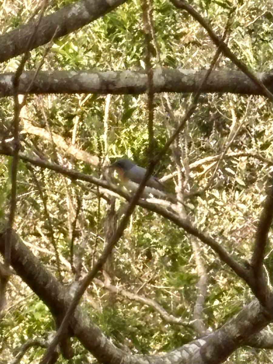 Leaden Flycatcher - ML643416952