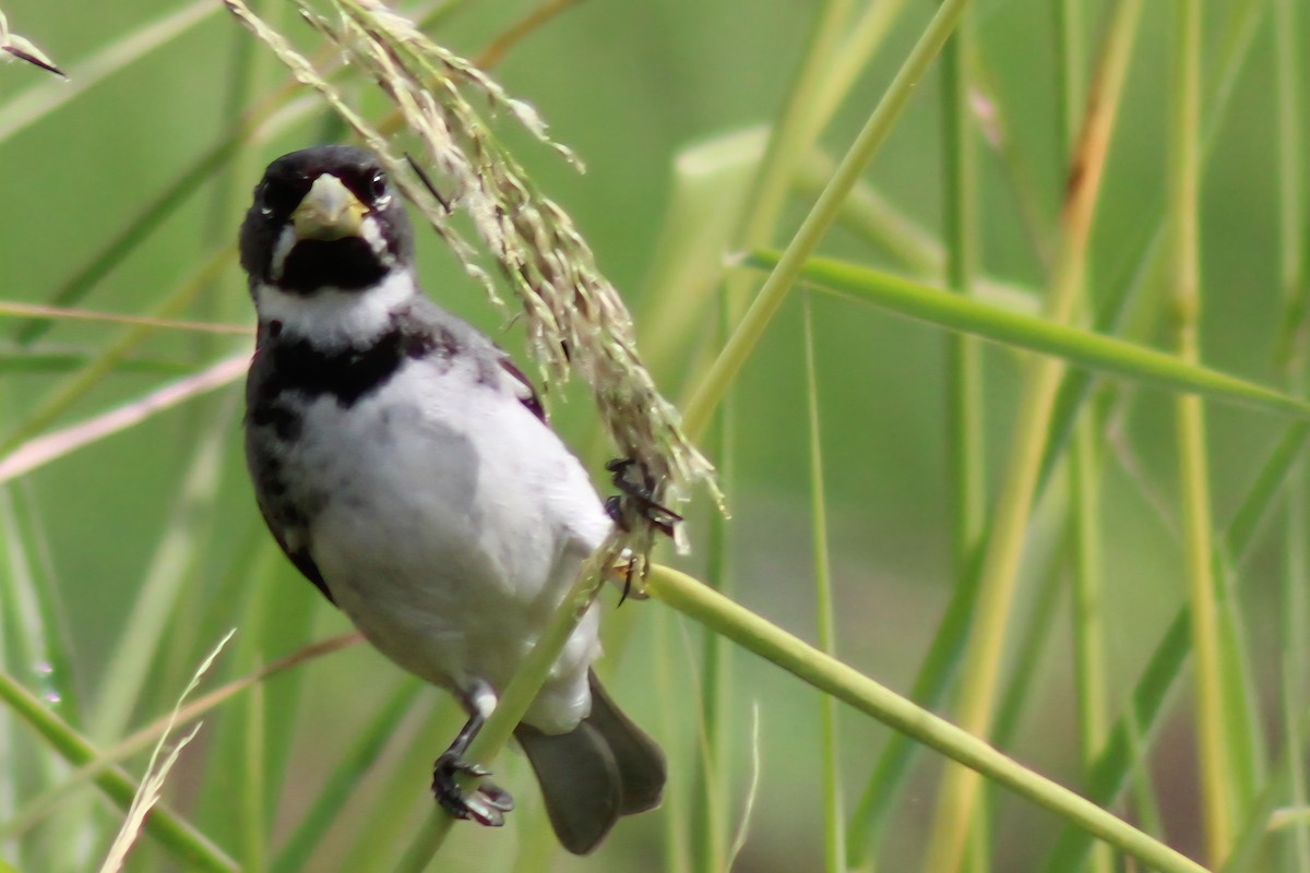 Double-collared Seedeater - ML643416956