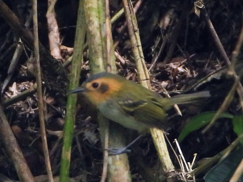 Ochre-faced Tody-Flycatcher - ML643416957