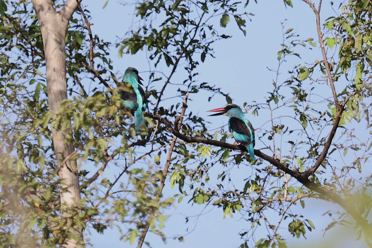 Martin-chasseur à poitrine bleue - ML643416973