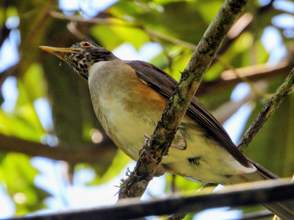 White-necked Thrush - ML643416975