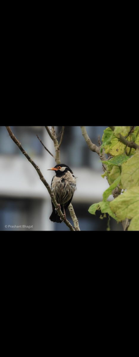 Indian Pied Starling - ML643416985