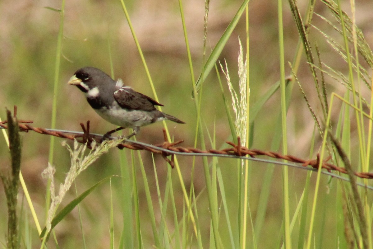 Double-collared Seedeater - ML643416989