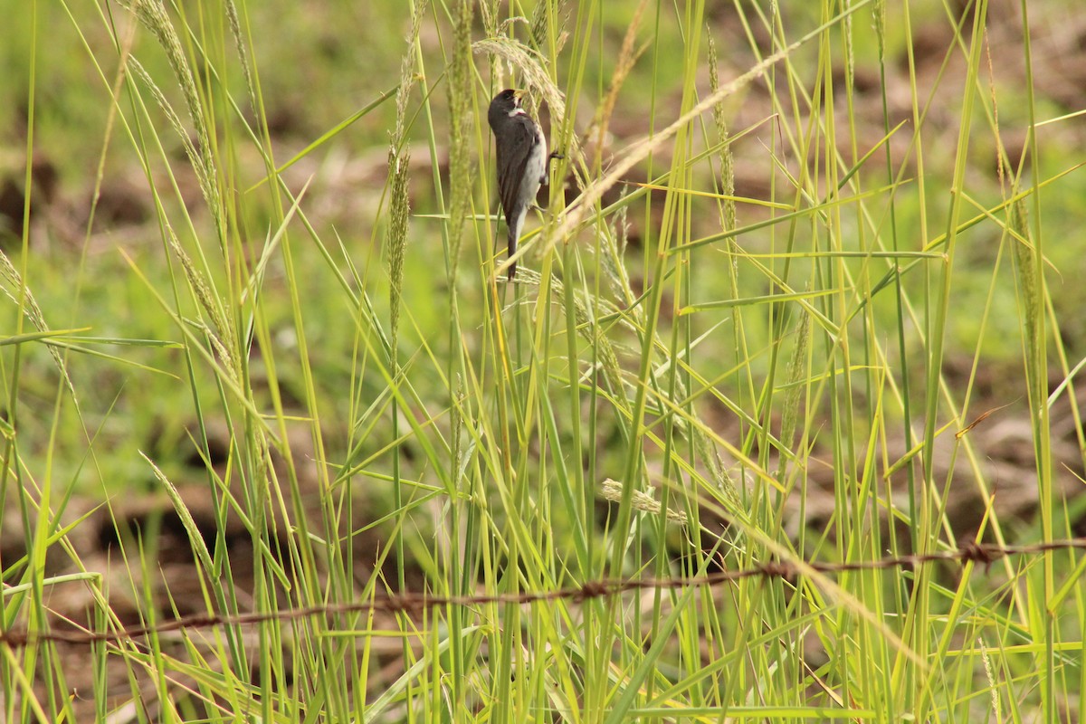 Double-collared Seedeater - ML643416991