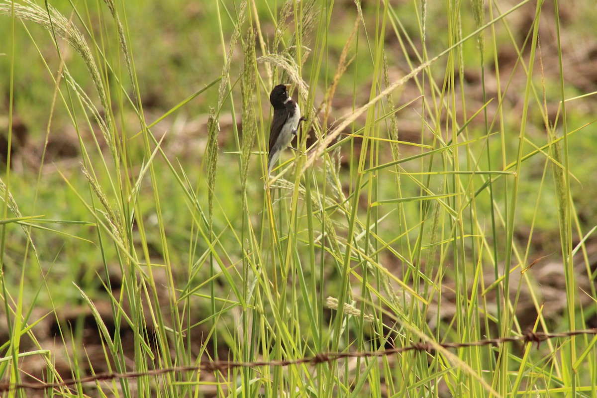 Double-collared Seedeater - ML643416993