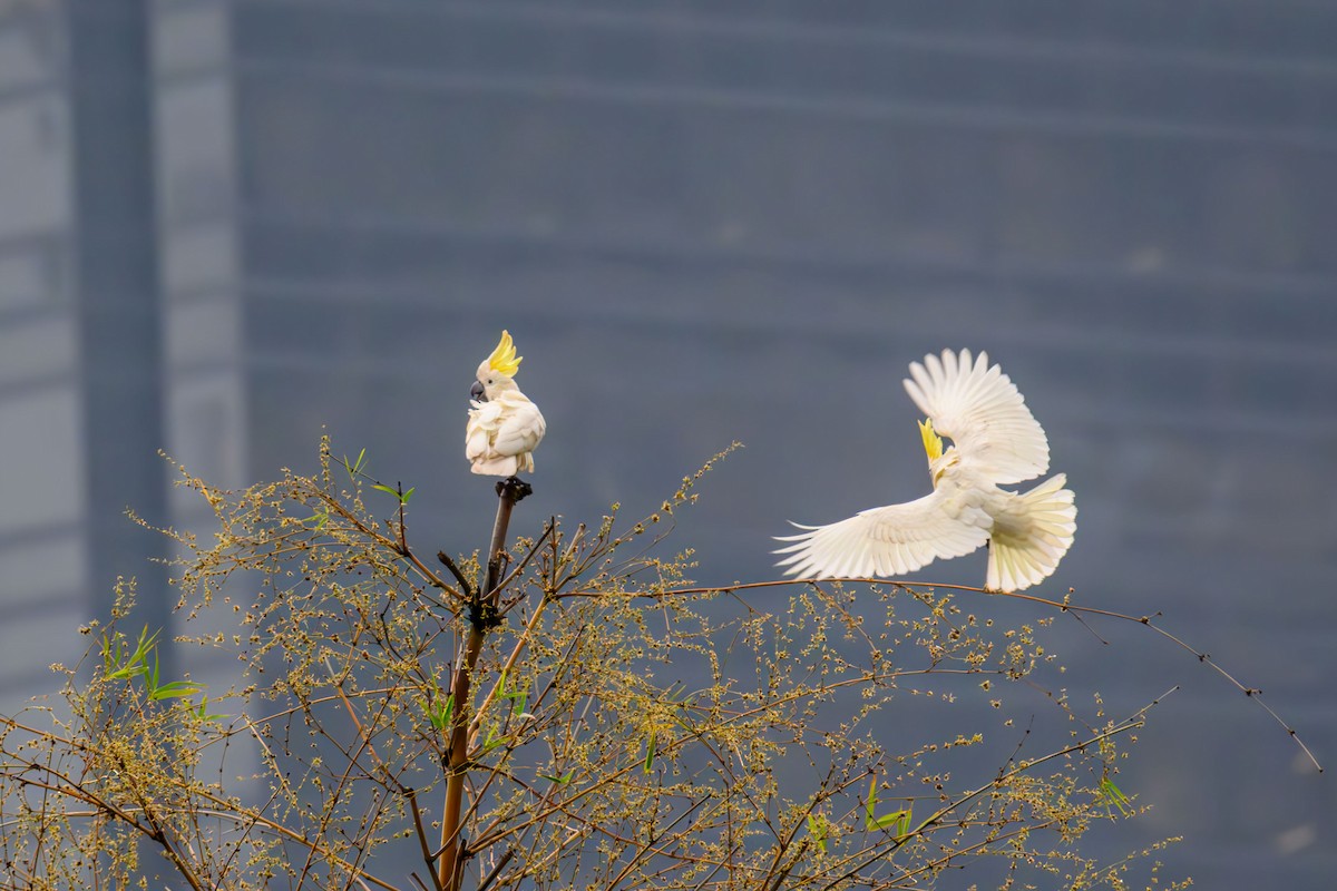 Yellow-crested Cockatoo - ML643417002