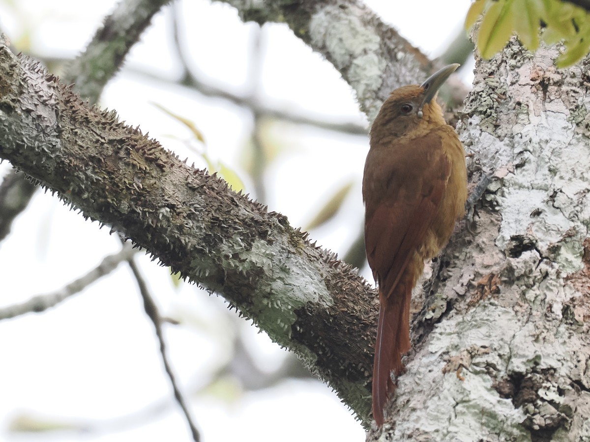 Cinnamon-throated Woodcreeper - ML643417003