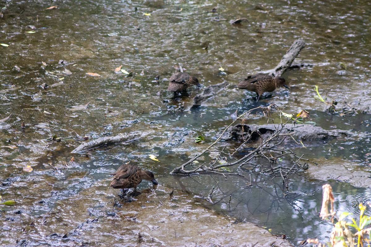 Chestnut Teal - ML643417004