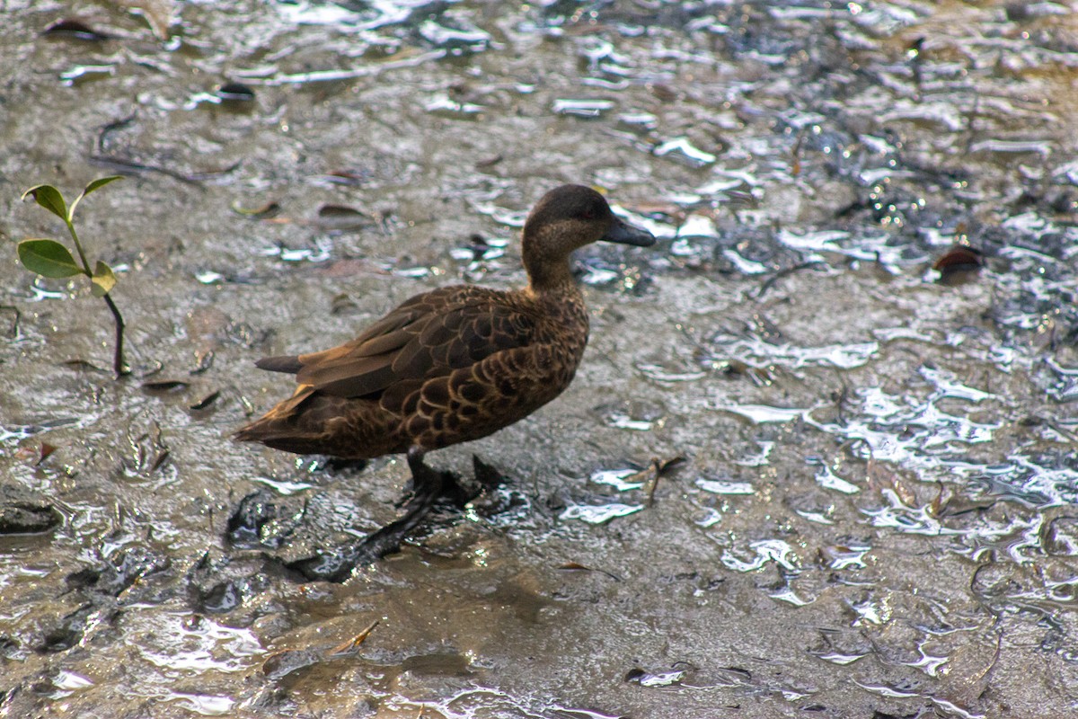 Chestnut Teal - ML643417006